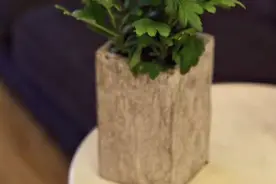 花儿可爱寓意好，适合秋天养的乒乓菊，上百天的花期是这样做到的图片
