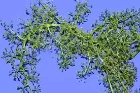 葡萄拉穗4大重点，今天全部讲全，值得一看！图片