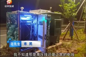 「热线回音」枯树喷绿漆？如此“增绿”令人费解图片
