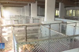 清查收容流浪犬只，合肥进一步规范养犬行为图片