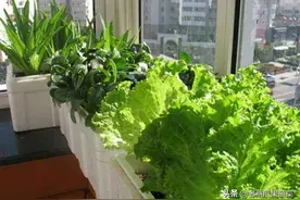 这5种减肥常吃的蔬菜，在室内也能种，随摘随吃好方便图片
