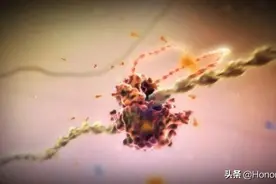 自己无法决定能活多久？科学家：没出生时寿命其实就已经定下图片