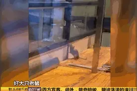 看吐！火锅店内，老鼠明目张胆在切肉台乱蹿…店员：无法避免图片