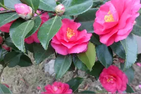 茶梅的养护方法，这样养护花大色艳图片