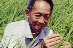 袁隆平背后的故事：早年被骂，差点放弃成为一名科学家图片