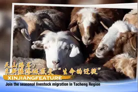 天山路书｜来新疆塔城感受“生命的迁徙”图片