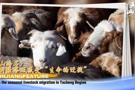 天山路书｜来新疆塔城感受“生命的迁徙”图片
