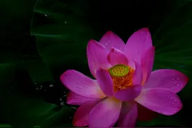 新疆塔城千泉湖“秋雨荷”总能惊艳到你图片