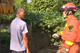 铺门镇惊现眼镜王蛇 消防抓捕后放生野外图片