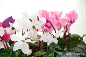 花友来稿｜翩翩蝴蝶花还能开180天？看完文章你也可以图片