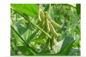 不见硝烟的大豆战！我们的大豆如何被美国窃取？要吸取哪些教训图片