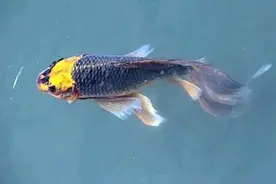 心理学：凭直觉选一条富贵锦鲤，测你今生最大的贵人是谁?超准哦图片