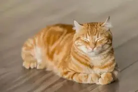 一组温暖可爱的猫咪图片，总有一张能治愈你的心图片