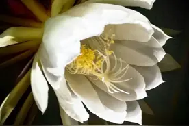 文：向美而生图片