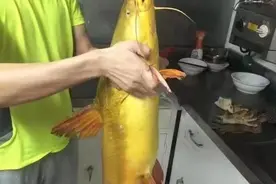 秋季钓黄骨鱼攻略，连竿并不难，窝料饵料很好找图片