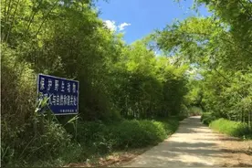 秋分已过，十余条蛇盘踞农村小道，咋回事？老农：蛇上朝，要当心图片
