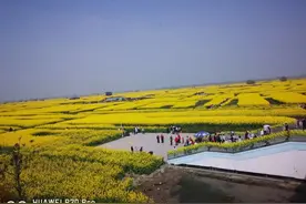 衡水-台儿庄-扬州-垛田油菜-中李水上森林-宿迁图片