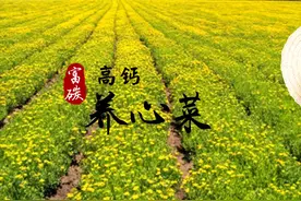 富碳高钙养心菜：营养丰富，人畜皆可食用图片