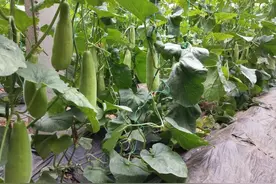 羊角蜜的种植时间，种植方法，以及田间管理图片