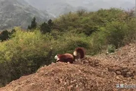 汉中镇巴一村民在自家门口发现一只像“狐狸”的动物，放生时这只动物竟“飞”了起来图片