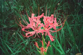 坟头花、棺材菌，老人说的“禁忌植物”有多玄幻？年轻人你见过吗图片