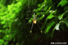 女子被蜘蛛咬一口为何会出现肾衰？夏天哪些虫子有毒最容易伤人？图片