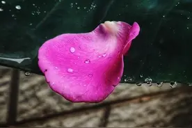 苏苏：红颜薄命罢了图片