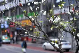 一起在成都走“花”路啊~成都带“花”的地名你知道几个？图片