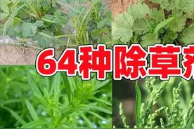 除草必看！64种除草剂要点大汇总！建议收藏——图片