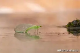 一组绝美微距摄影，帮你克服昆虫恐惧症图片