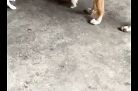 搞笑GIF：如何低调的炫耀自己买了苹果手表图片