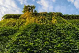 神奇！钦州城区"绿房子"如此壮观，是因为爬山虎的“脚”图片