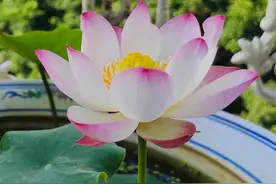 阳台也能养的荷花—小玲，花朵又仙又美，丰花勤花，你值得拥有图片