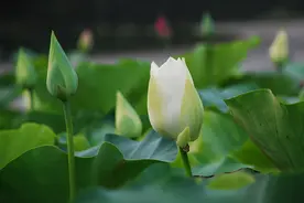 做人，越干净，越有福图片