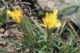 1种植物像“菊花”，有着黄色的“花朵”，人称“鸦葱”，珍贵图片