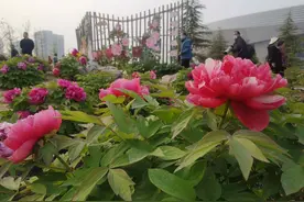 4万余株！在郑州也有牡丹花开视觉盛宴图片