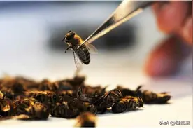 过冬的蜜蜂，死多少才算正常？算一算就知道答案图片