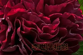 你见过黑牡丹吗？图片