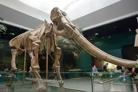 课本上的黄河象，是中国的化石珍宝图片