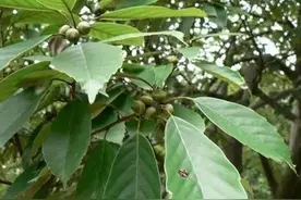 青冈是一种怎样的树种，有什么用途？图片