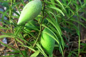 荒地一“野草”，果子两头尖中间圆，人称“羊角瓜”，可药可食图片