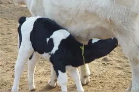 犊牛发生痢疾很危险！犊牛能否健康初乳很重要图片