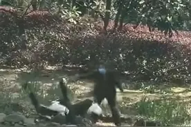 上海一阿婆小区内抽打黑天鹅，还抢蛋？查清了图片