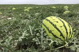 “戈壁西瓜”仅剩最后一季？沙漠种植一年一茬，为什么还被禁种？图片