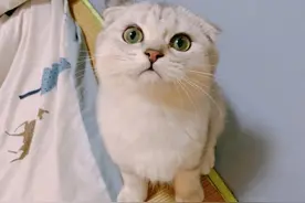 猫与猫房子的故事：猫见猫爱之开启“托管”体验图片