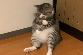 外国网友分享了一波趣味十足的猫片，看完又收获一波好心情图片