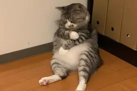 外国网友分享了一波趣味十足的猫片，看完又收获一波好心情图片