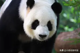 海野熊猫兄弟（海南热带野生动植物园）-贡贡和舜舜图片