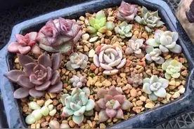 多肉的叶插记录图片