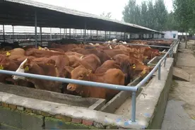 养殖50头公牛能赚多少钱？说能赚50万的，估计是想卖给你牛犊图片